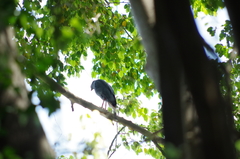 Geranospiza caerulescens