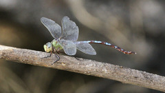 Anax walsinghami