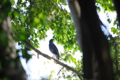 Geranospiza caerulescens
