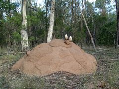 Podaxis beringamensis