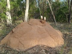 Podaxis beringamensis