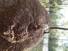 Podaxis beringamensis