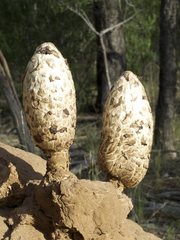 Podaxis beringamensis