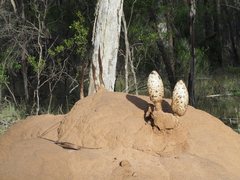 Podaxis beringamensis