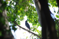 Geranospiza caerulescens