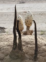 Podaxis beringamensis