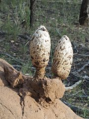 Podaxis beringamensis