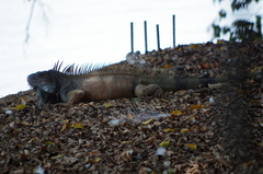 Iguana iguana