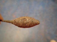 Apiomorpha pedunculata