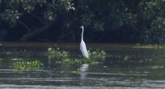 Ardea alba