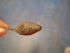 Apiomorpha pedunculata