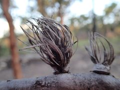 Apiomorpha excupula