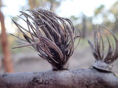 Apiomorpha excupula