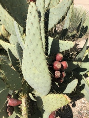 Opuntia