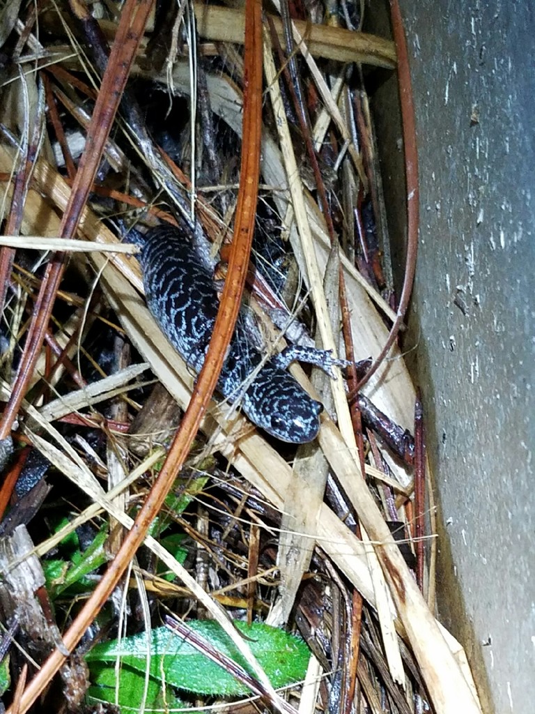 Reticulated Flatwoods Salamander