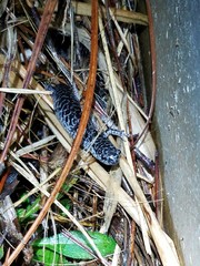 Reticulated Flatwoods Salamander photo 1