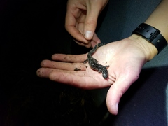 Reticulated Flatwoods Salamander photo 4