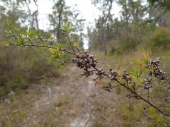 Eremococcus pirogallis