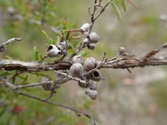 Eremococcus pirogallis