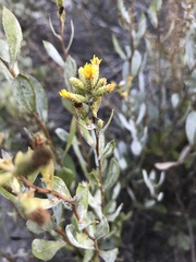 Hazardia orcuttii