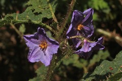 Solanum nobile
