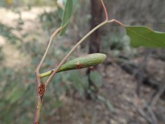Apiomorpha pedunculata