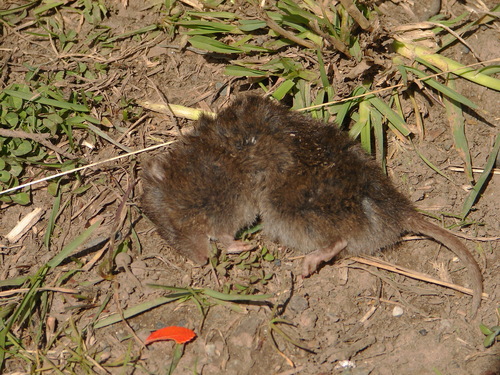 Michaelsen's Long-clawed Mouse (Geoxus michaelseni) — Data Deficient Mammalia