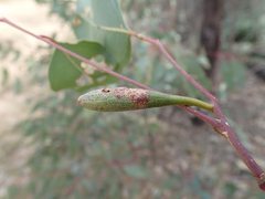 Apiomorpha pedunculata