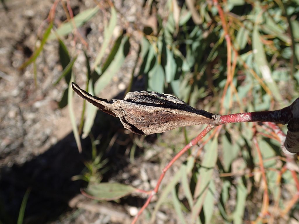 Apiomorpha longiloba from Balinga Road, Bulli Creek QLD 4357, Australia ...