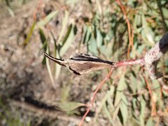 Apiomorpha longiloba