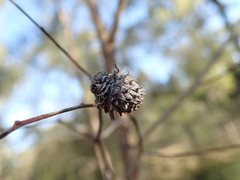 Apiomorpha excupula