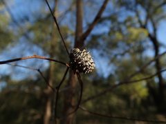 Apiomorpha excupula