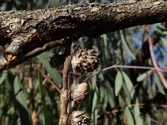 Apiomorpha excupula