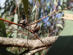 Apiomorpha excupula