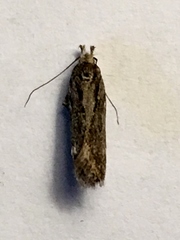 Aroga websteri