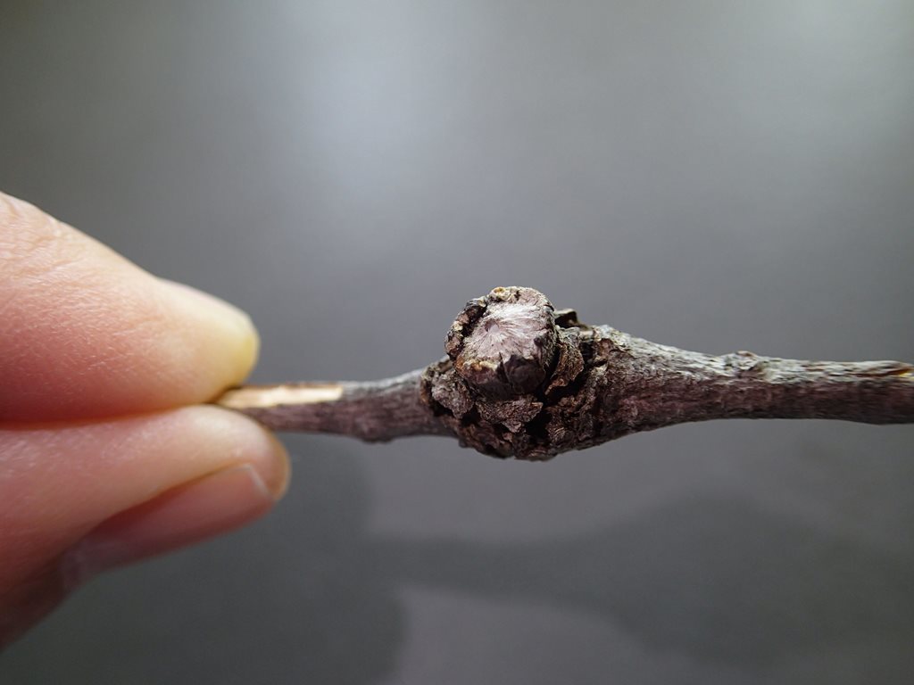 Apiomorpha sessilis