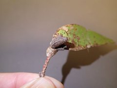 Apiomorpha pharetrata