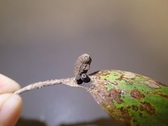 Apiomorpha pharetrata