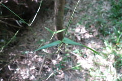 Bambusa stenostachya