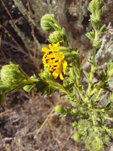 tecate tarplant (Deinandra floribunda)