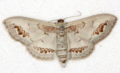 Dithalama cosmospila