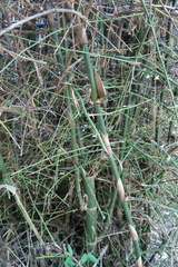 Bambusa stenostachya