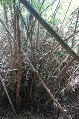 Bambusa stenostachya