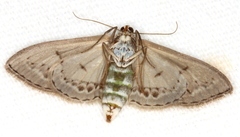 Dithalama cosmospila