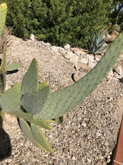 Opuntia