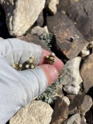 Rocky Mountain pussytoes (Antennaria media)