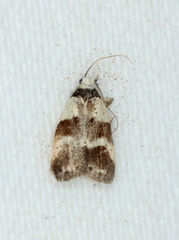 Eulechria triferella