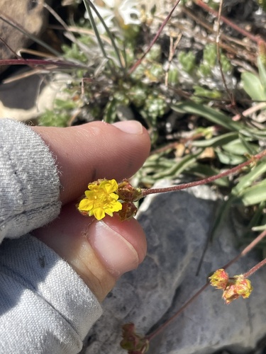 White Mountains mousetails (Ivesia lycopodioides)