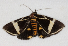 Fodina ostorius