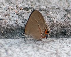 Electrostrymon hugon